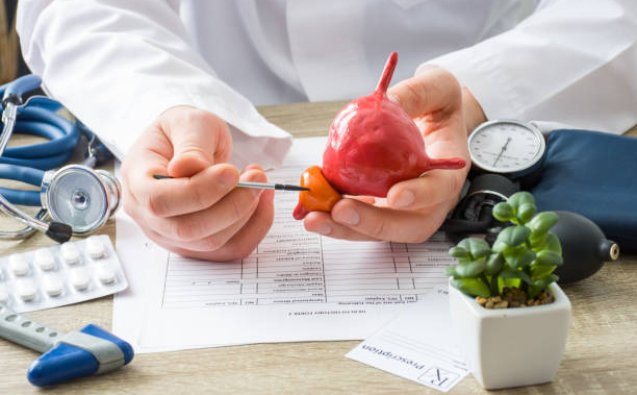 At doctors appointment physician shows to patient shape of prostate gland with focus on hand with organ. Scene explaining patient causes and localization of diseases of prostate, problems and signs